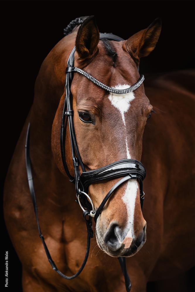 Isabell Werth Trense Satchmo black/patent/silver