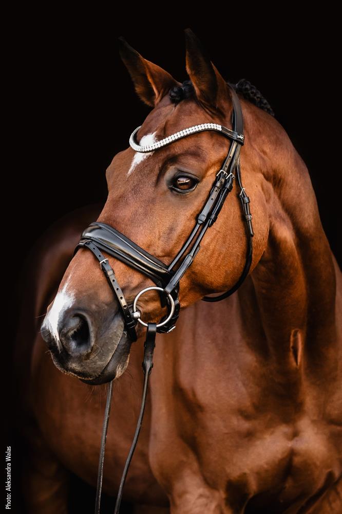 Isabell Werth Trense Johnny black/silver